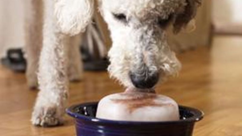 Another simple quick and easy frozen enrichment bowl for the dogs